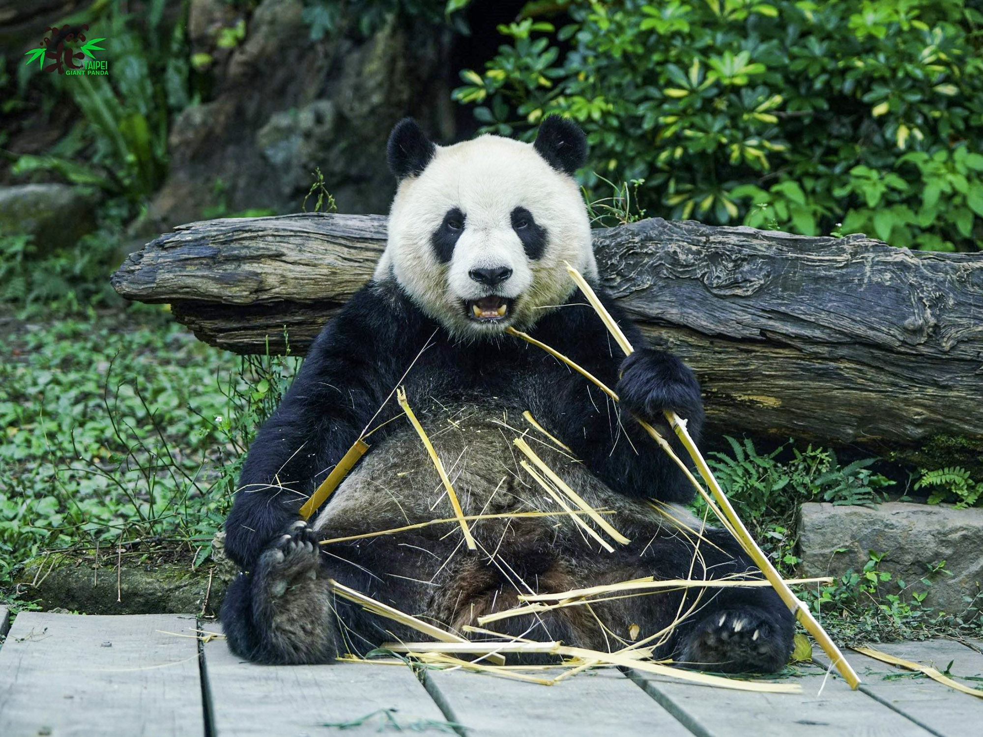 Read more about the article Two Chubby Panda Cubs Go On Strict Diet At Taiwanese Zoo