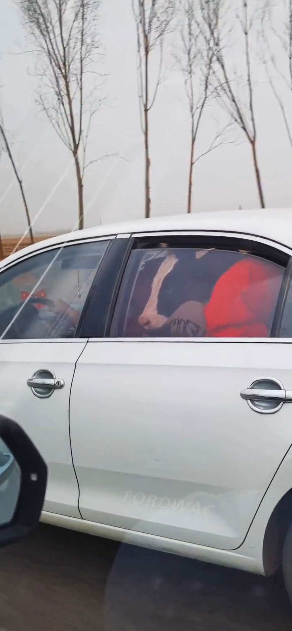 Read more about the article Cow Sits On Familys Lap In Backseat Of Car On Chinese Motorway