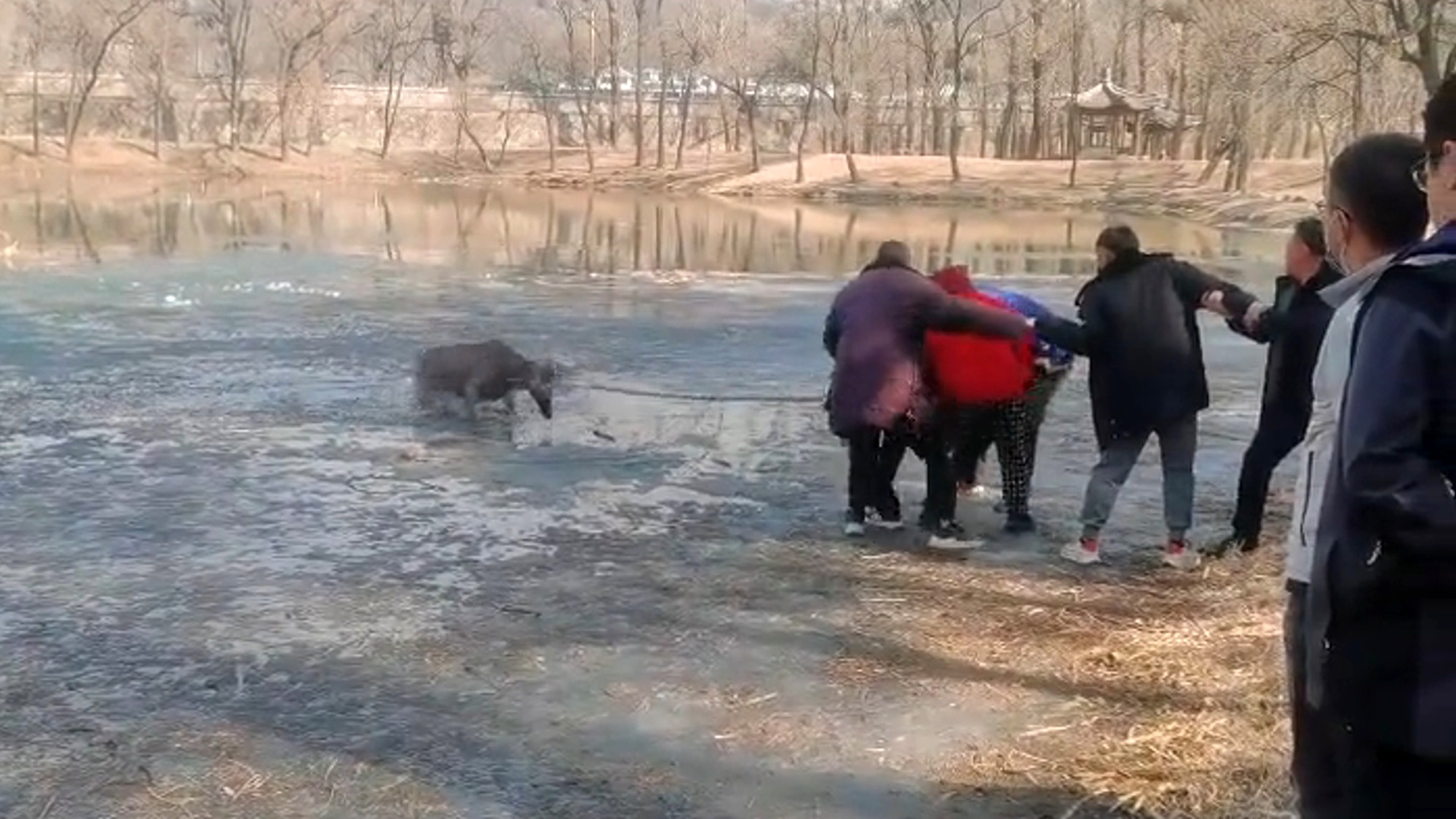 Read more about the article Tourists Use Fishing Net To Pull Trapped Deer From Icy Lake In Chinese Nature Spot