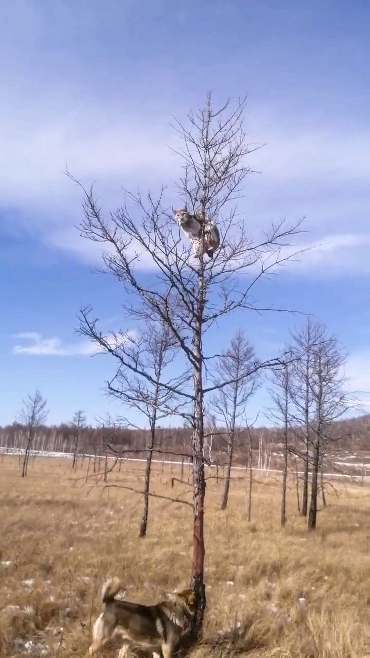 Read more about the article Beautiful Lynx Climbs Tiny Tree To Escape Pack Of Dogs