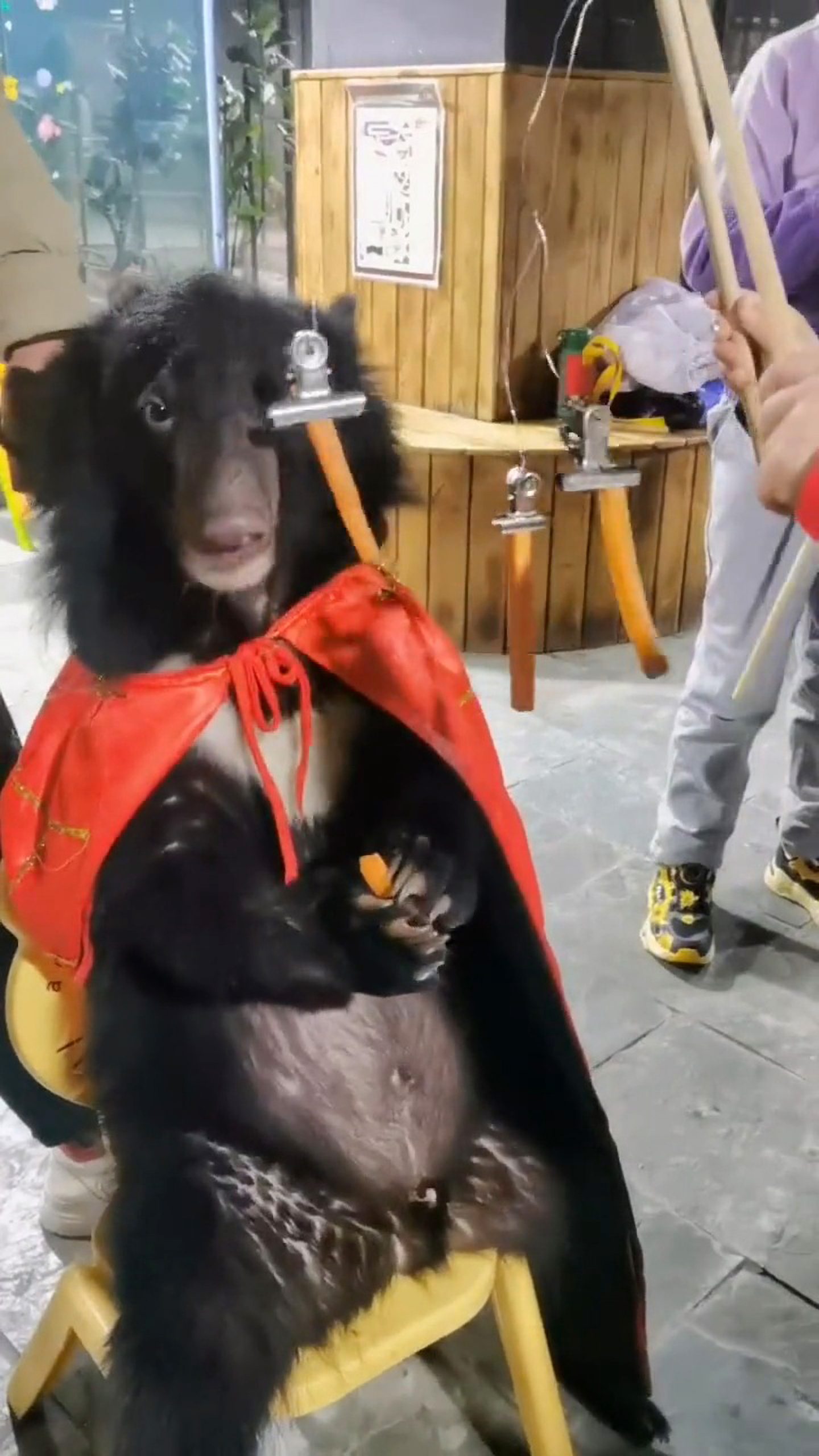 Read more about the article Tourists Feed Cute Black Bear Cub Wearing Red Cape And Walking Around Like Human