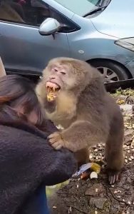 Read more about the article Snarling Monkey Tries To Bite Womans Head As She Feeds It