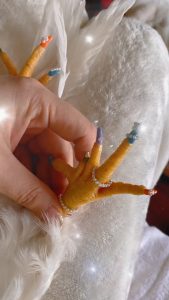 Read more about the article Bizarre Footage Shows How Chinese Woman Gave Her Pet Rooster A Manicure