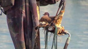 Read more about the article Lovey-Dovey: Fisherman Refuses to Set Sail After Finding Pigeon Nest on Boat
