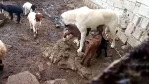 Read more about the article Sheepdog Lovingly Breastfeeds Baby Goats At Turkish Farm
