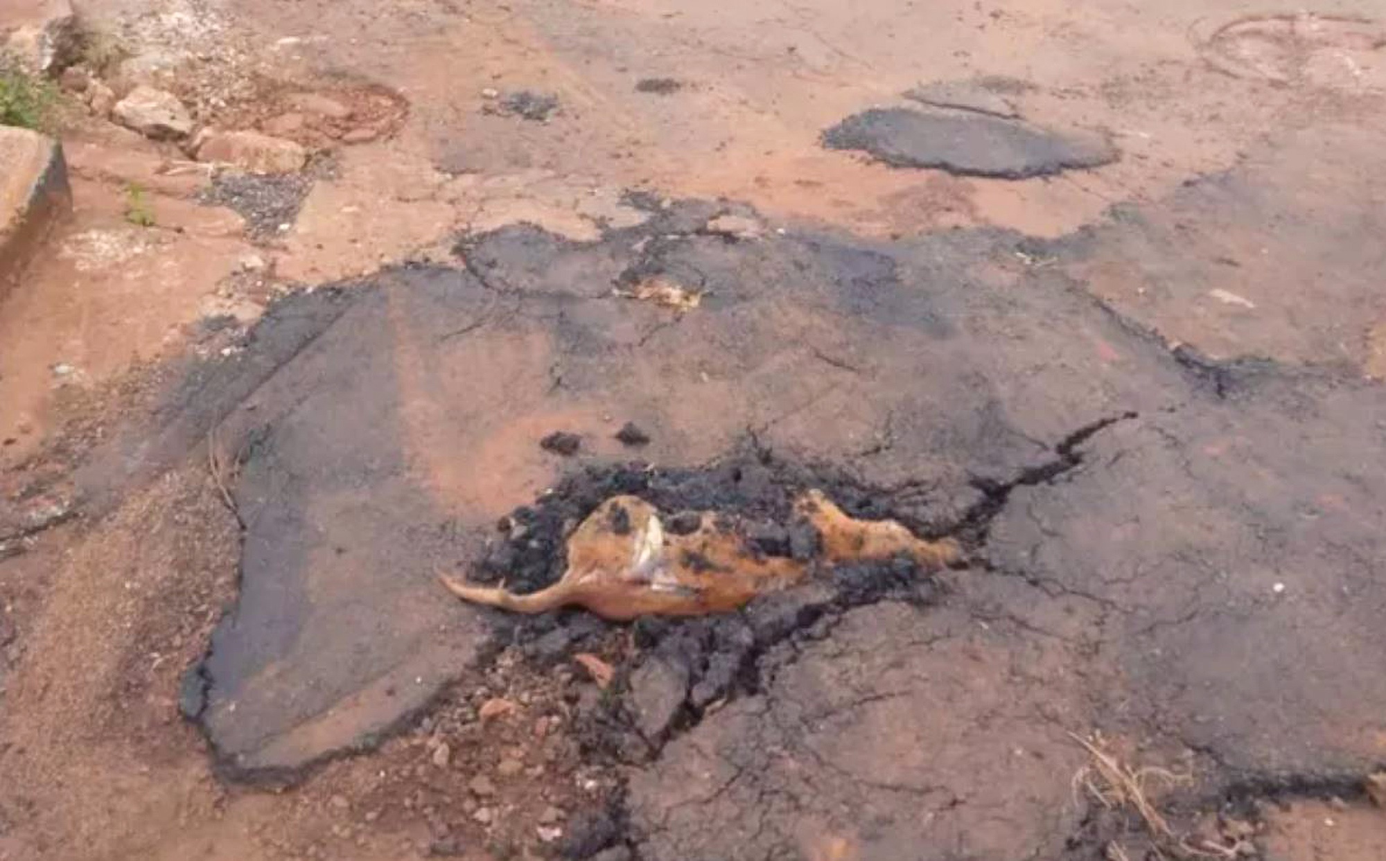 Read more about the article City Council Slammed For Tarmacking Dead Dog Into Pothole