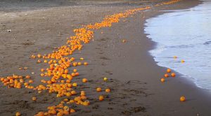 Read more about the article Tourists Stunned To Find Hundreds Of Oranges Washed Up On Popular Turkish Beach