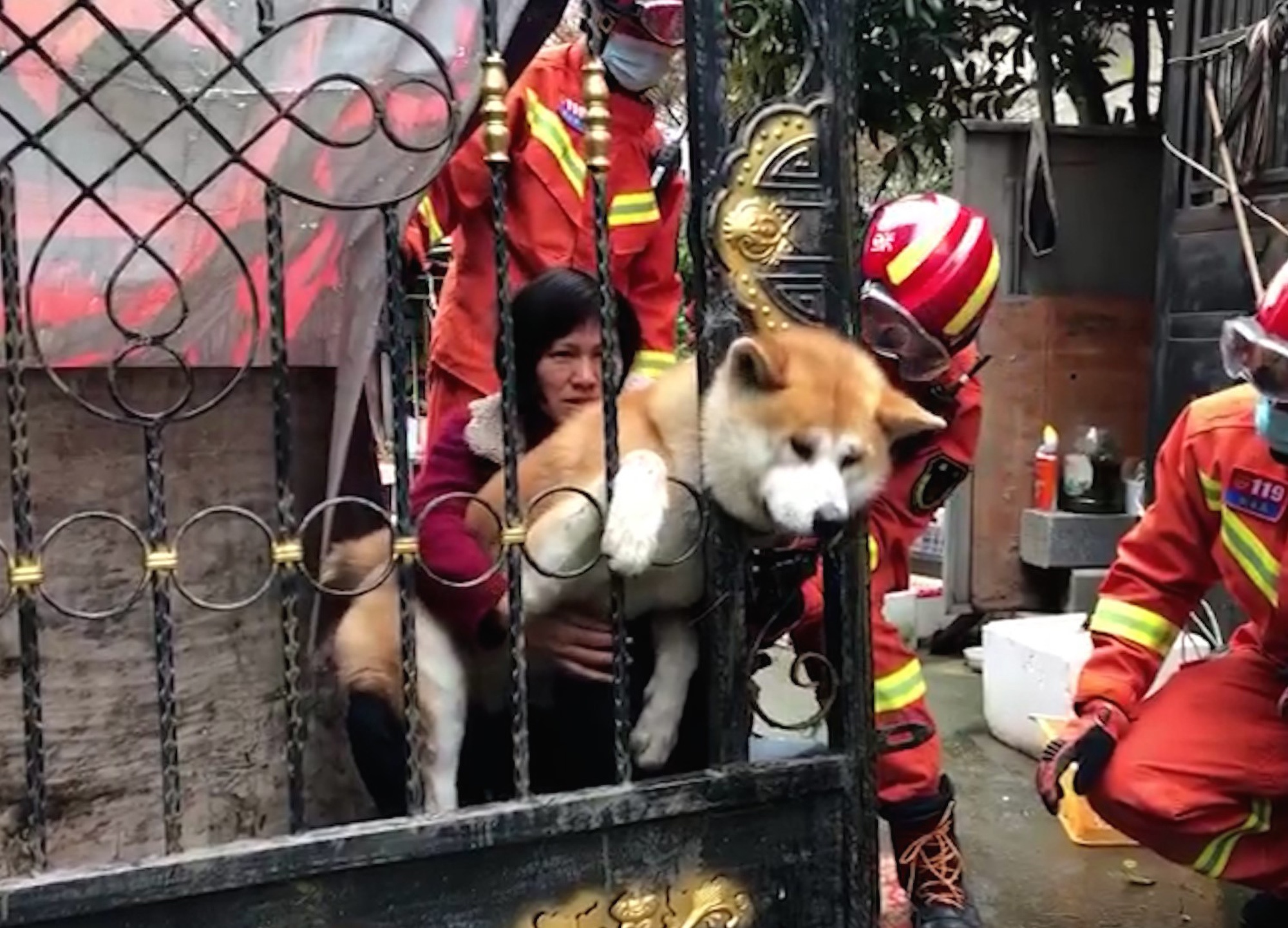 Read more about the article PUP-SET POOCH: Dog Trapped in Iron Railings Freed by Firefighters