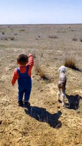 Read more about the article LAMB LOVE: Little Boy Helps Lamb Find Its Mother