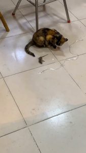 Read more about the article TOM AND JERRY: Hungry Cat Observes Mouse That Tries To Roll Away In Front Of Her