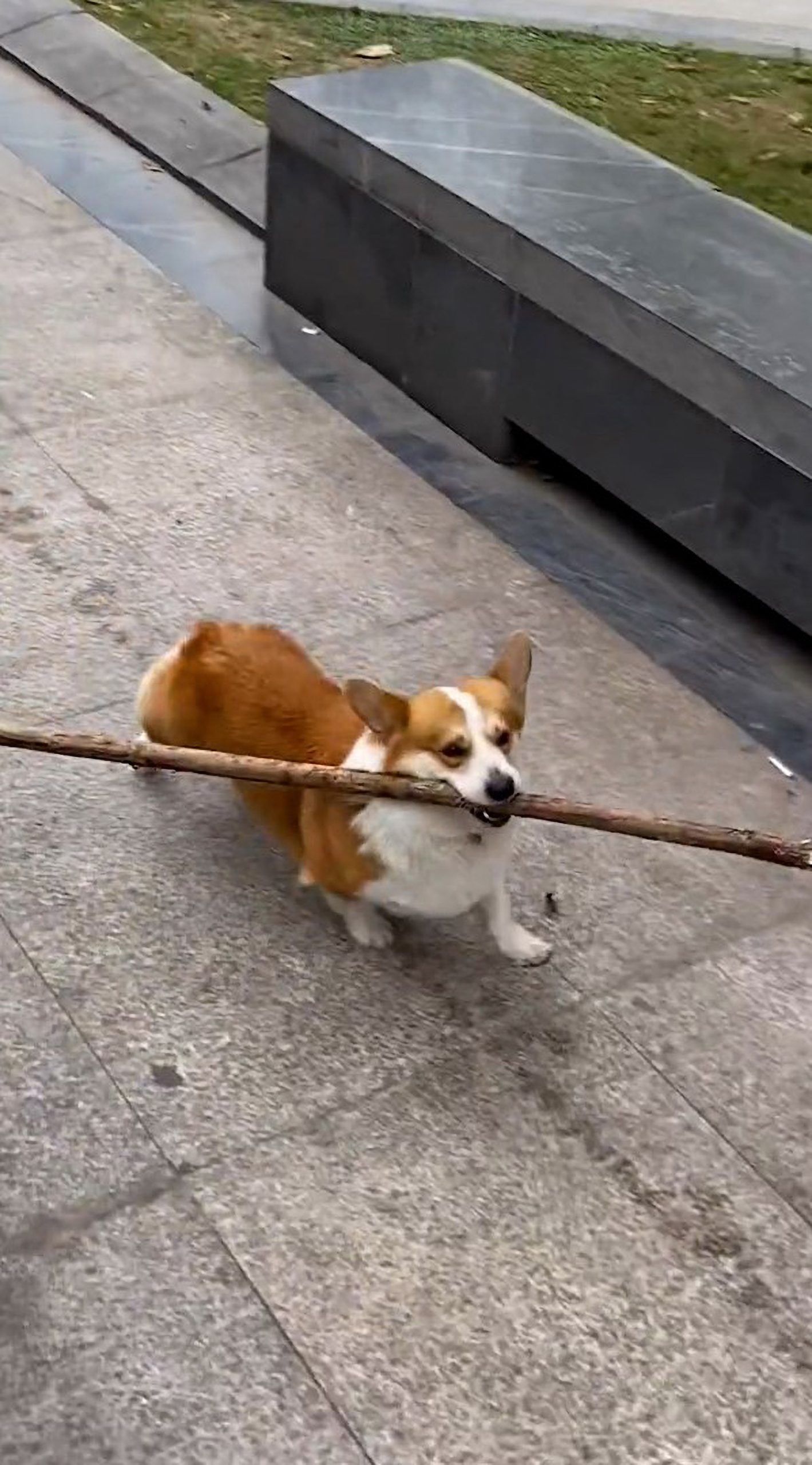 Read more about the article PICKING UP STICKS: Nest Building Corgi That Collects Long Wooden Poles Is An Online Hit