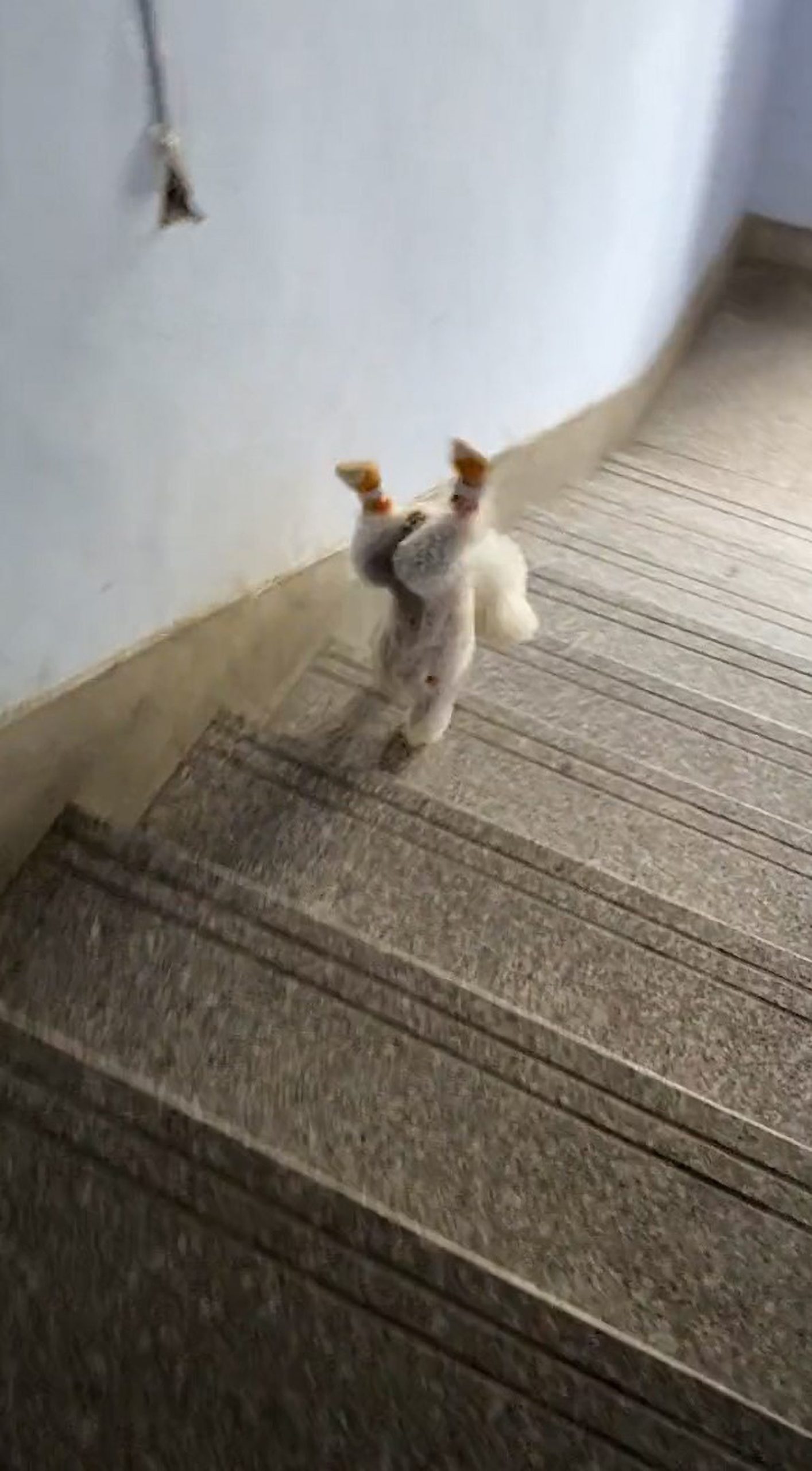 Read more about the article LEGGING IT: Toy Poodle Eager For A Walk Goes Down Stairs On Two Legs