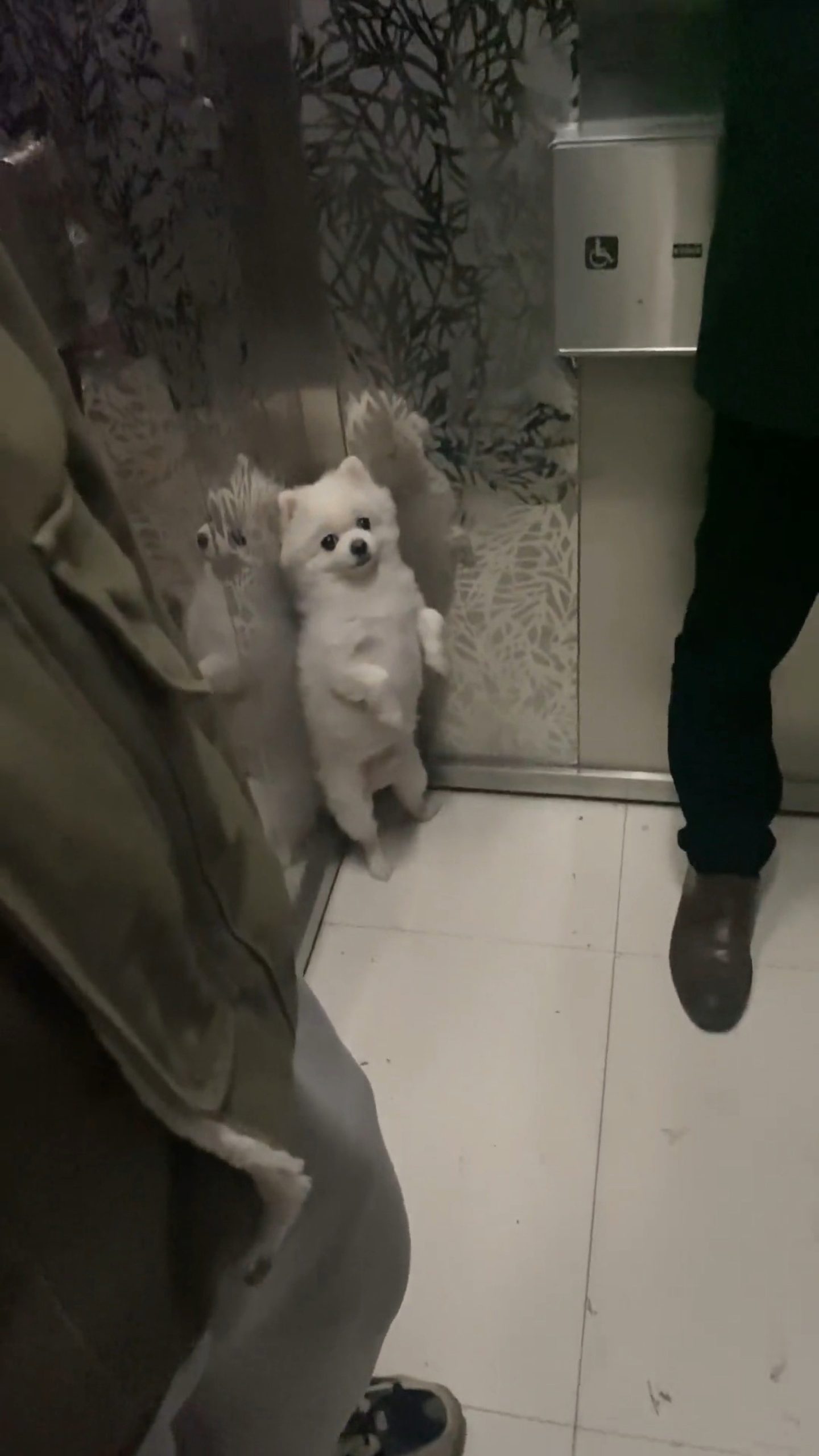Read more about the article DOG GONE: Small Pooch Tries To Blend In With People In Lift By Standing On Hind Legs