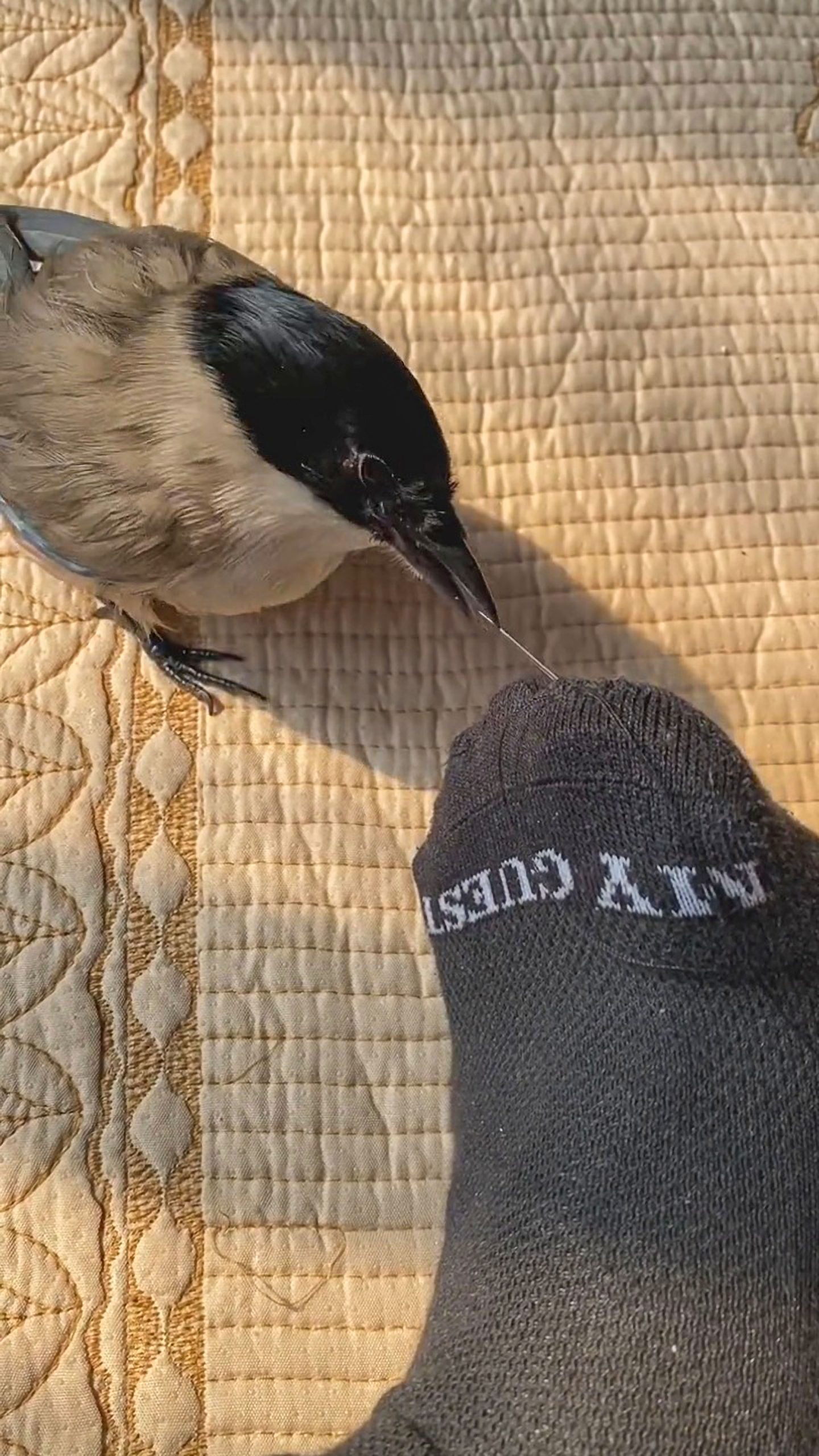 Read more about the article CLEVER SEW AND SEW: Smart Magpie Rescued After Being Found Motionless Helps Sew Socks