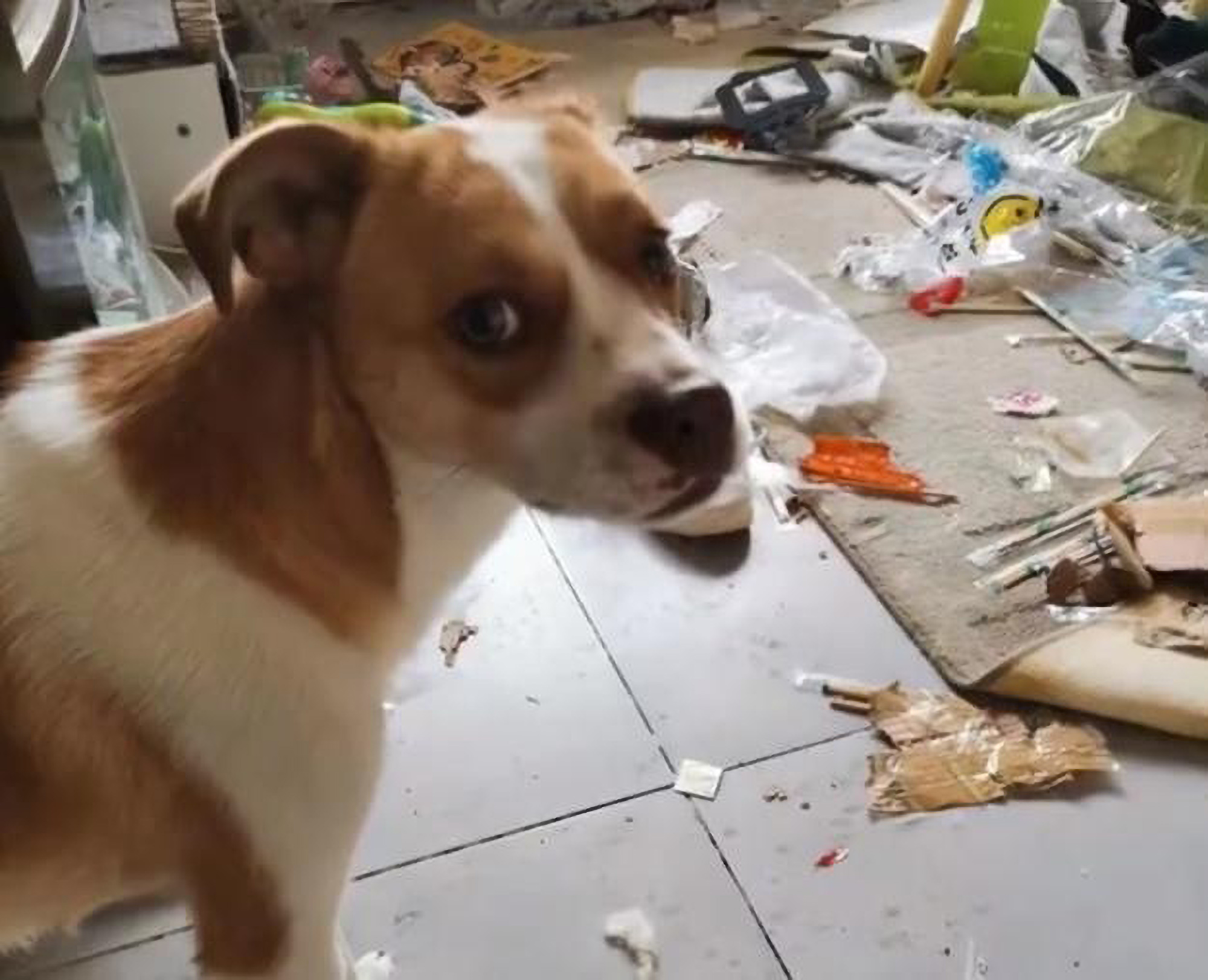 Read more about the article CHEW LITTLE RASCAL: Lonely Pup Demolished Home While Owner in Quarantine