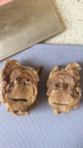 Read more about the article MEAT THE APES: Woman Discovers Orangutan Faces When She Cuts Chunk Of Meat In Half