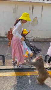Read more about the article CHEEKY MONKEY: Ape Snatches Womans Shopping Bag And Makes Off With Mini Feast