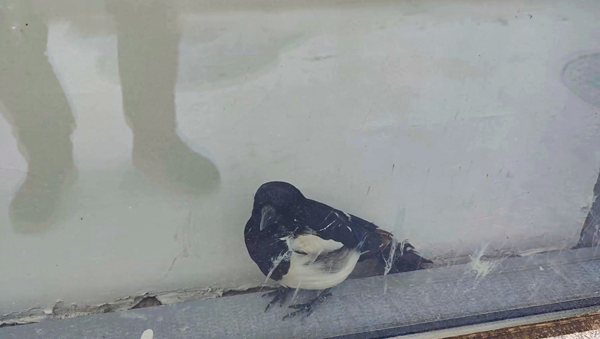 Read more about the article ONE FOR SORROW: Magpie Trapped Between Wall And Window Rescued