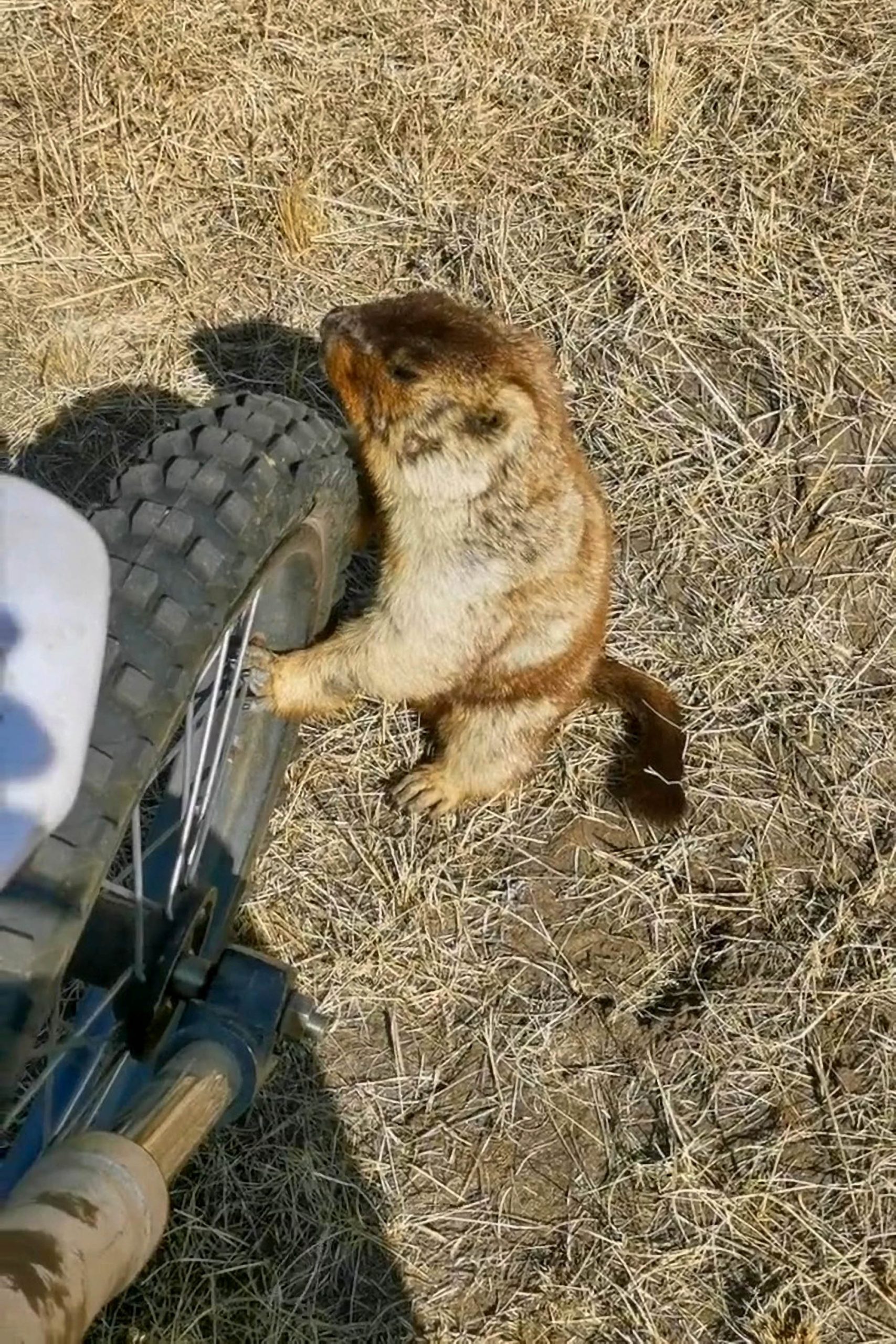 Read more about the article GROUNDHOG PLAY: Adult Rodent Stops Bike By Hugging Bicycle Wheel, As If To Demand Careful Driving To Keep The Kids Safe