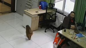 Read more about the article CHEEKY APE: Woman Screams As Monkey Sneaks Into Office To Steal Food