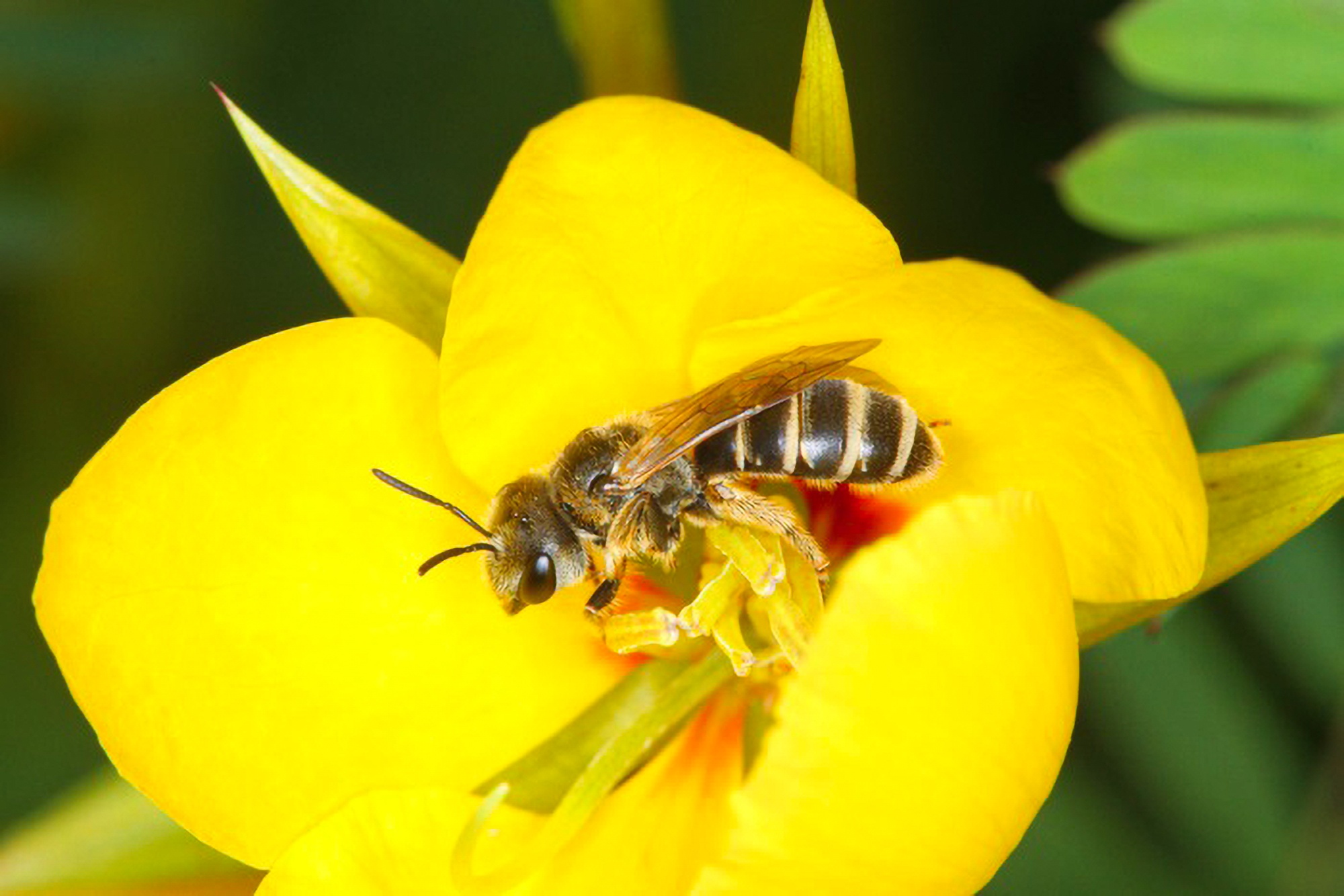 Read more about the article LIFE ON EARTH: Bee Diversity Vital For Healthy Ecosystems On Planet