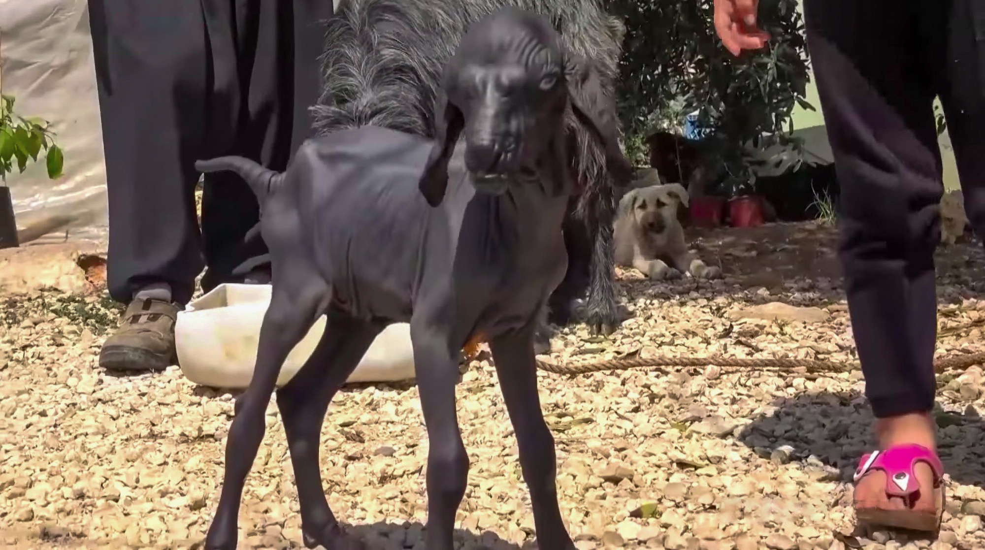 Read more about the article YOU GOATA BE KIDDING: Mutant Hairless Baby Goat Amazes Visitors