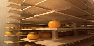 Read more about the article CHEESY MONEY: Are Dutch Cheeses Being Stolen And Sent To Sanction Hit Russia?