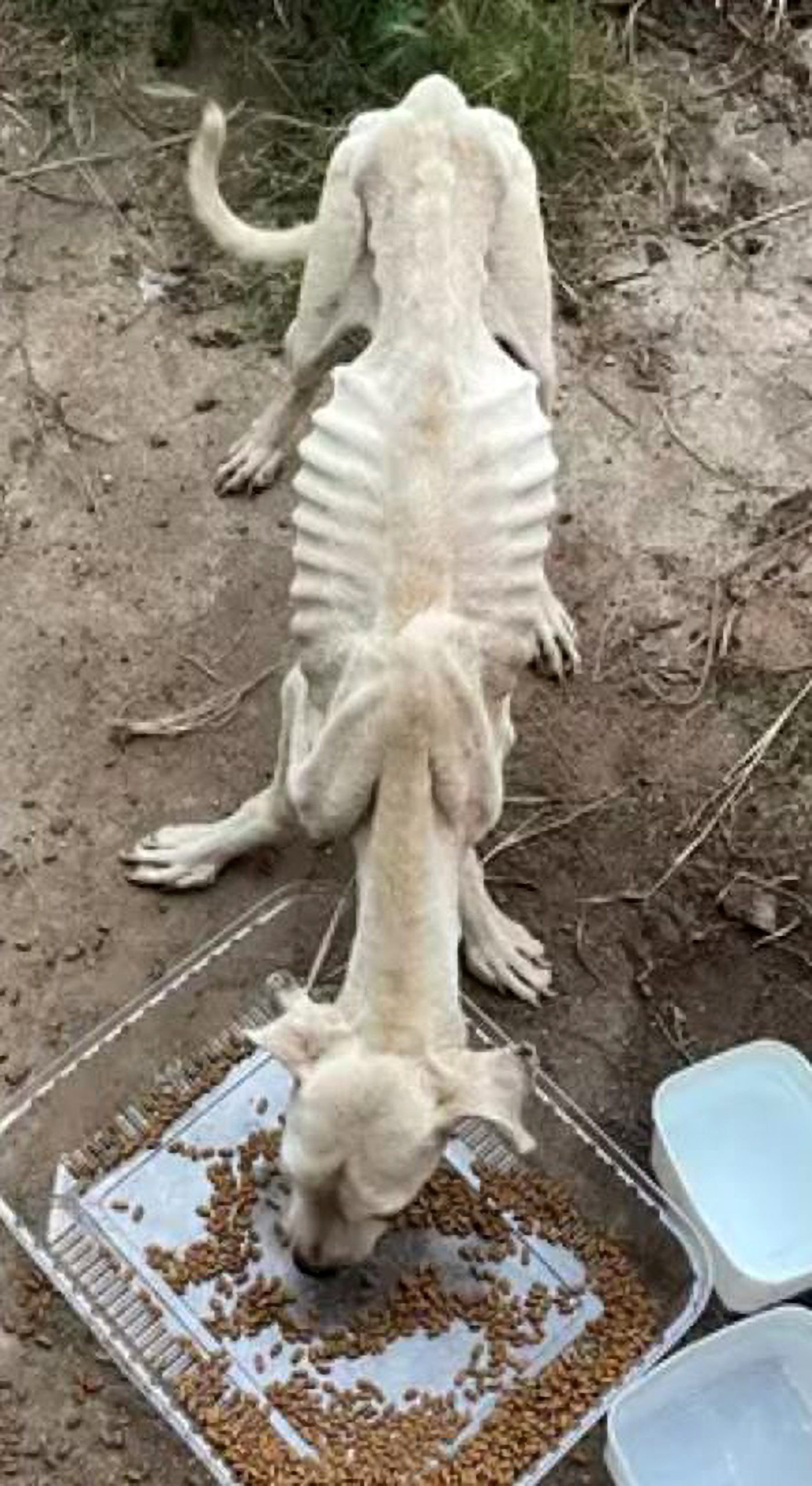 Read more about the article BARK FROM THE DEAD: Cruel Owner Who Abandoned Starving Dogs Facing Jail
