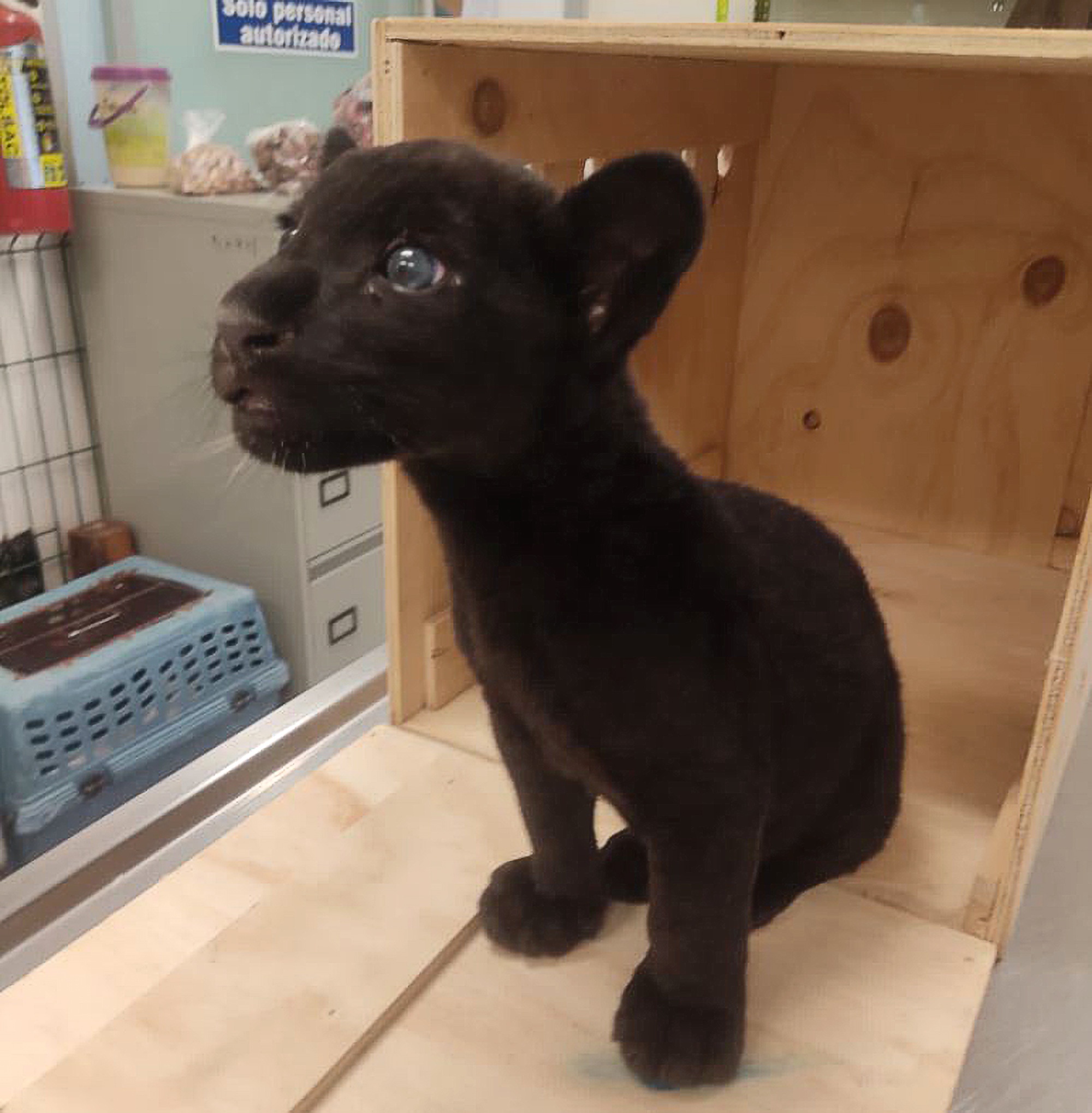 Read more about the article BLINK PANTHER: Trafficked Jaguar Cub Emerges From Tiny Box