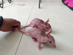 Read more about the article Cute Armadillo Babies Rescued In Field After Mum Killed By Predator