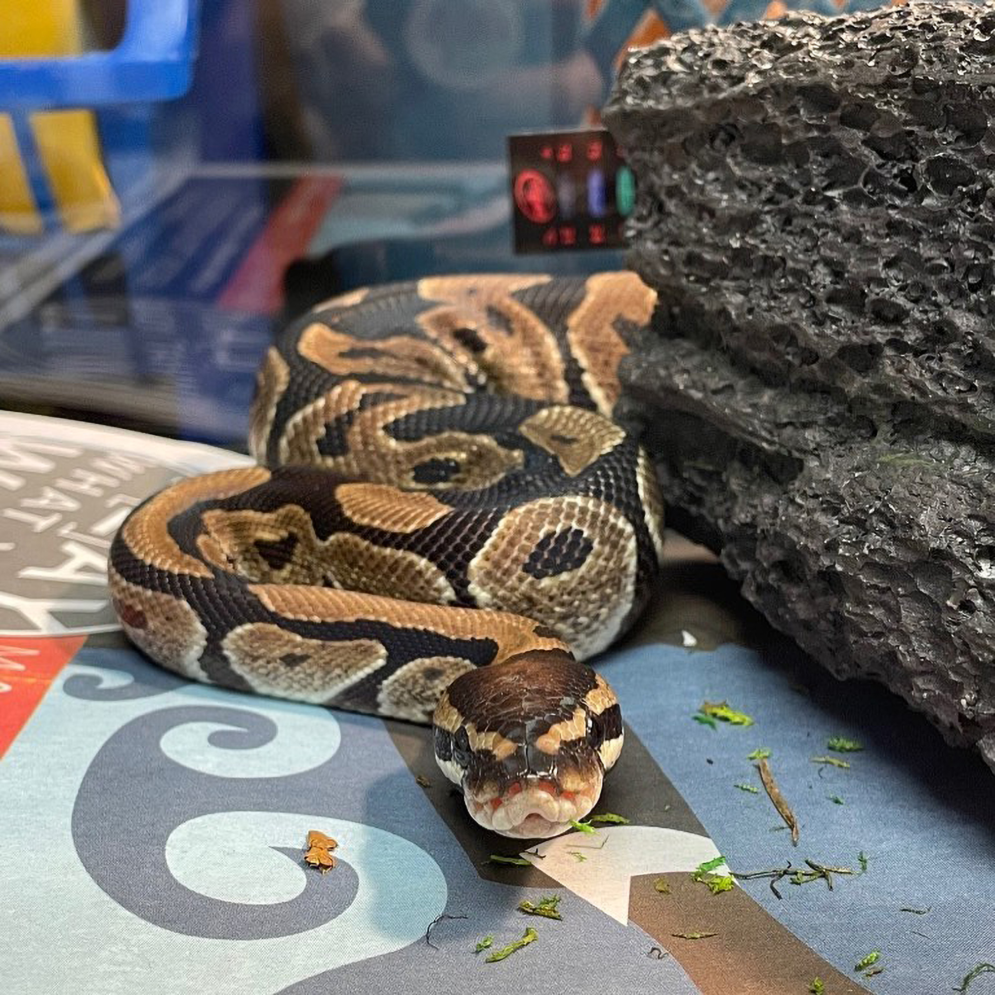 Read more about the article Wolverine The Python Found Chilling On Shelf In Walmart Store
