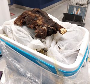 Read more about the article RAT-A-PHEWY: Roasted Rodent Seized From Passenger s Luggage
