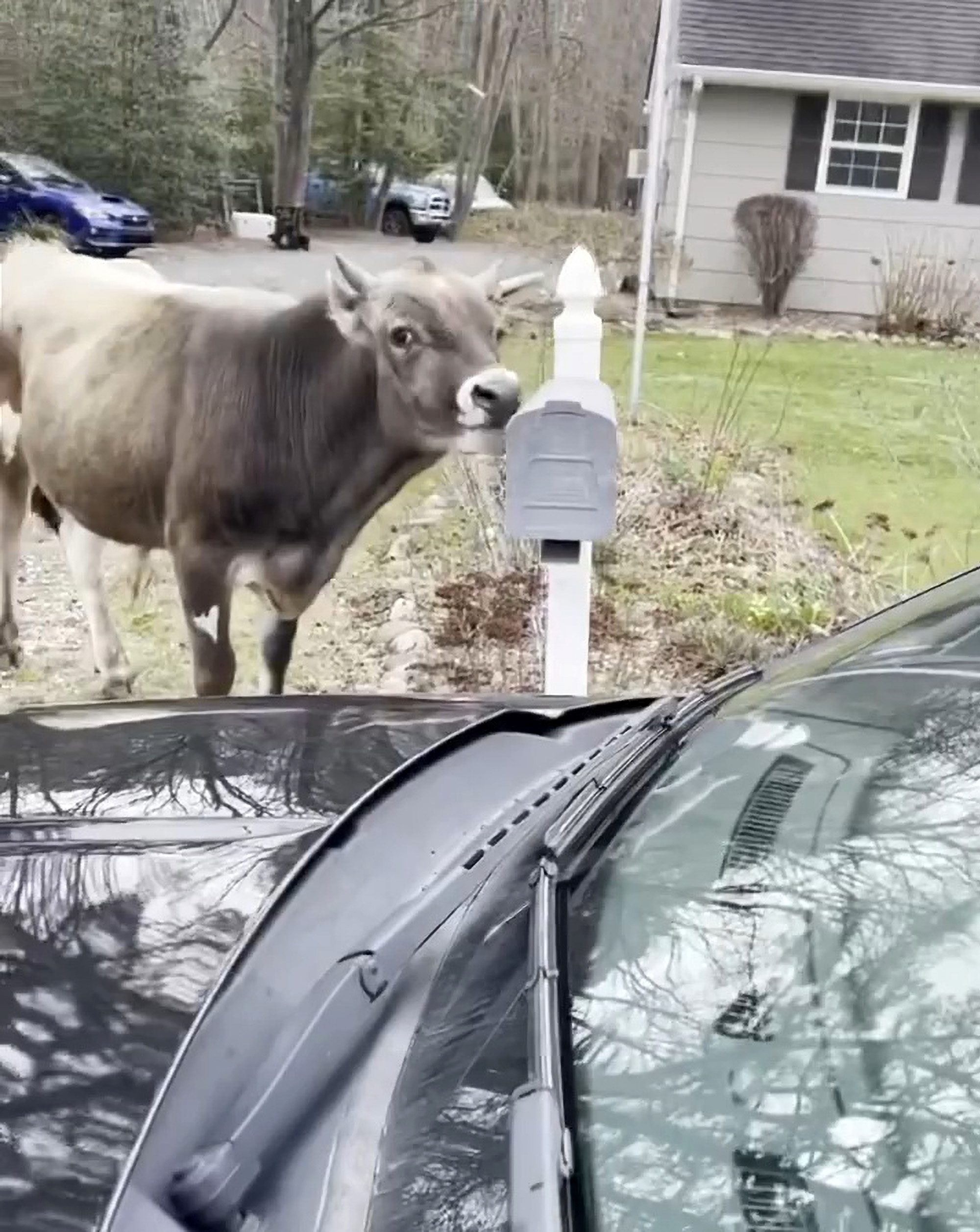 Read more about the article NEVER MIND THE BULLOCK: Escaped Young Bull Destroys Mailbox