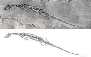 Read more about the article SEA REX: New Ocean Going Dino Species Had Massive Tail To Swim At Speed