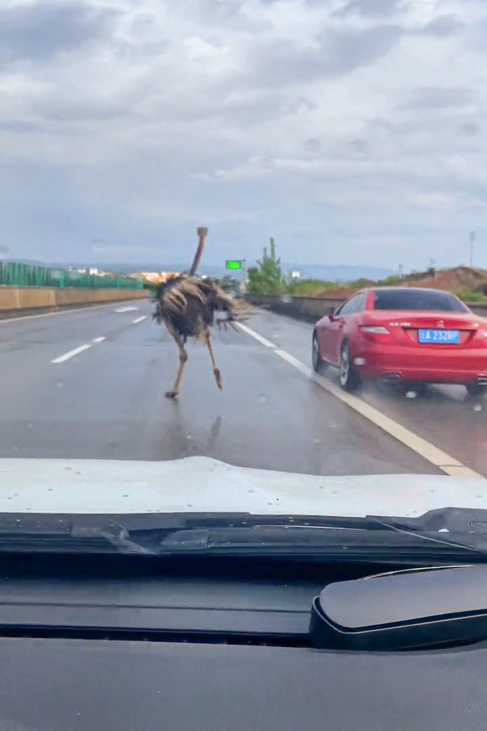 Read more about the article BEAKY BLINDER: Runaway Ostrich Legs In Down Highway