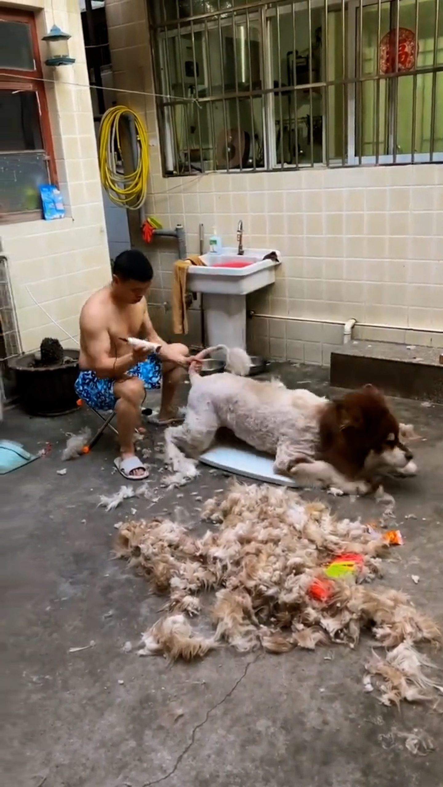 Read more about the article PAW THING: Table Collapses As Heavy Dog Gets A Shave