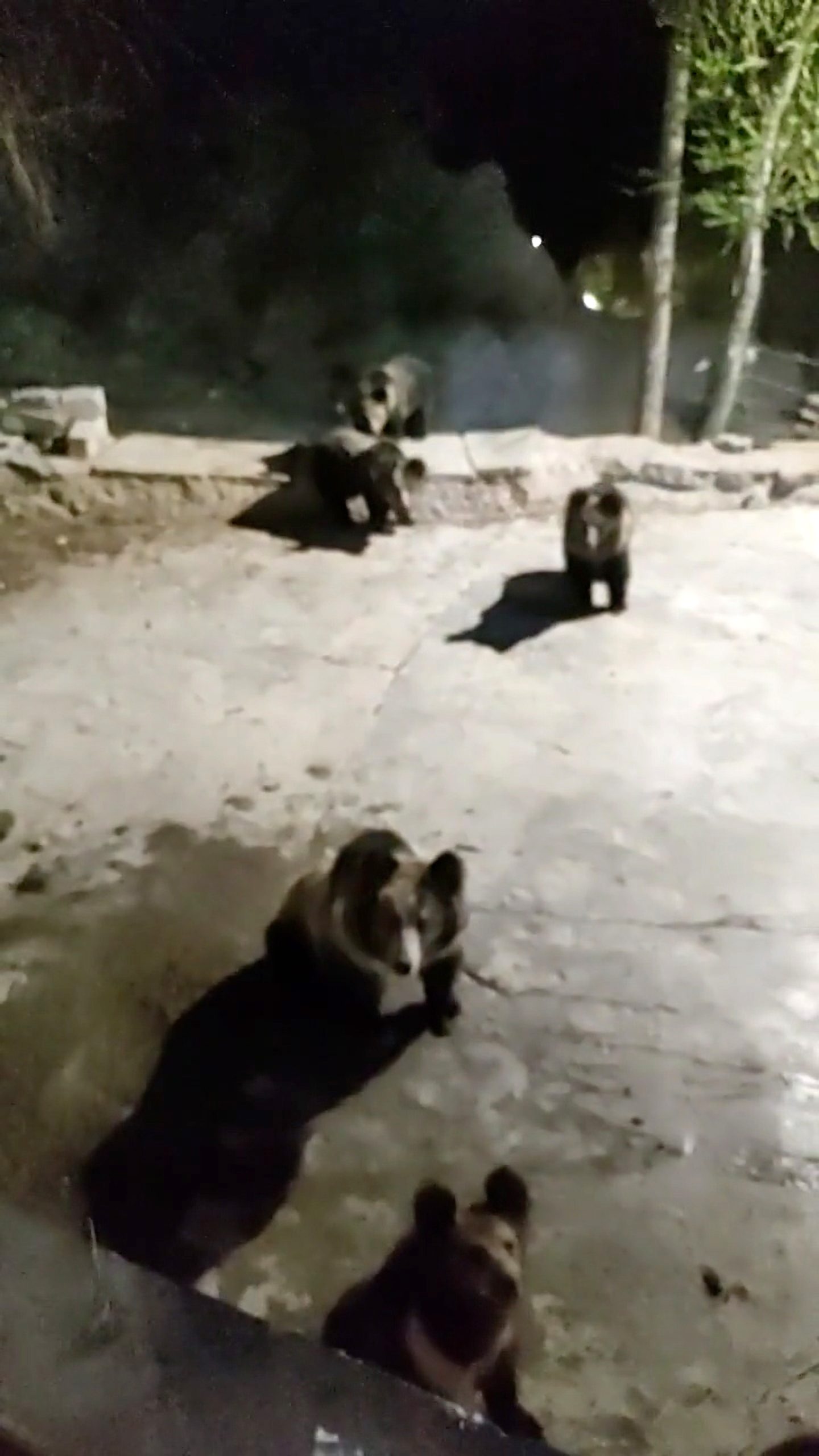 Read more about the article WINNIE THE CHEW: Terrified Temple Guest Finds Six Hungry Bears Outside His Window