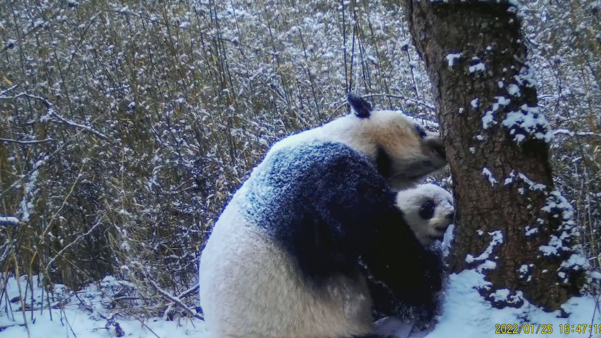 Read more about the article SNOW JOKE: Giant Panda Cub Being Taught Scent-Marking Skills In Winter