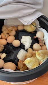 Read more about the article RICE ONE! Woman Hatches Chicks In Rice Cooker