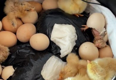RICE ONE! Woman Hatches Chicks In Rice Cooker