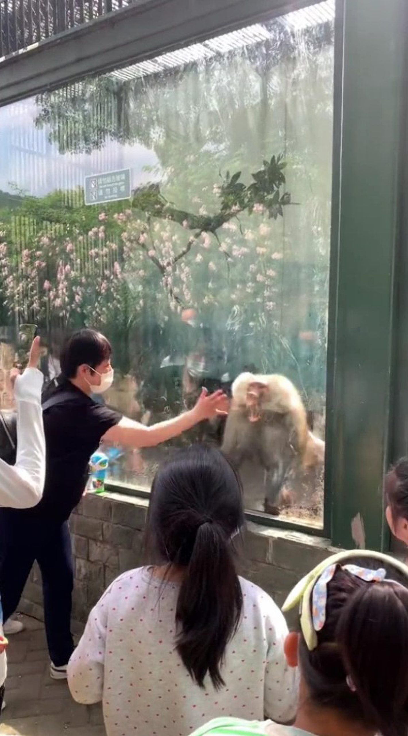 Read more about the article MONKEY SEE MONKEY BOO: Furious Baboon Tries To Bite Teasing Children