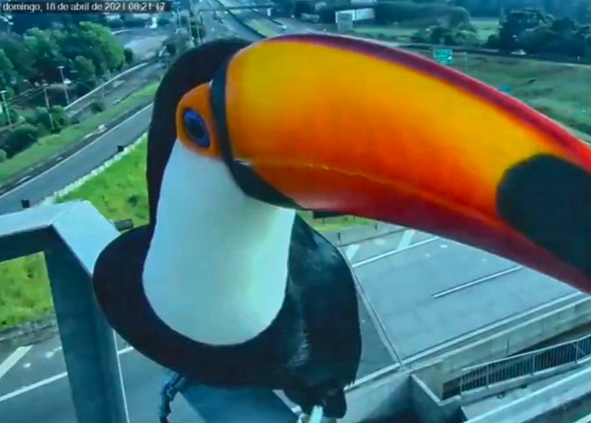 Read more about the article SELFIE TIME: Cute Toucan Inspects Traffic Camera On Brazilian Motorway