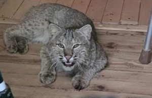 Read more about the article Wild Bobcat With Rabies Attacks OAP In His Vermont Home