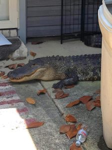 Read more about the article CROC AND AWE: Huge Alligator Attacks Woman On Her Front Porch