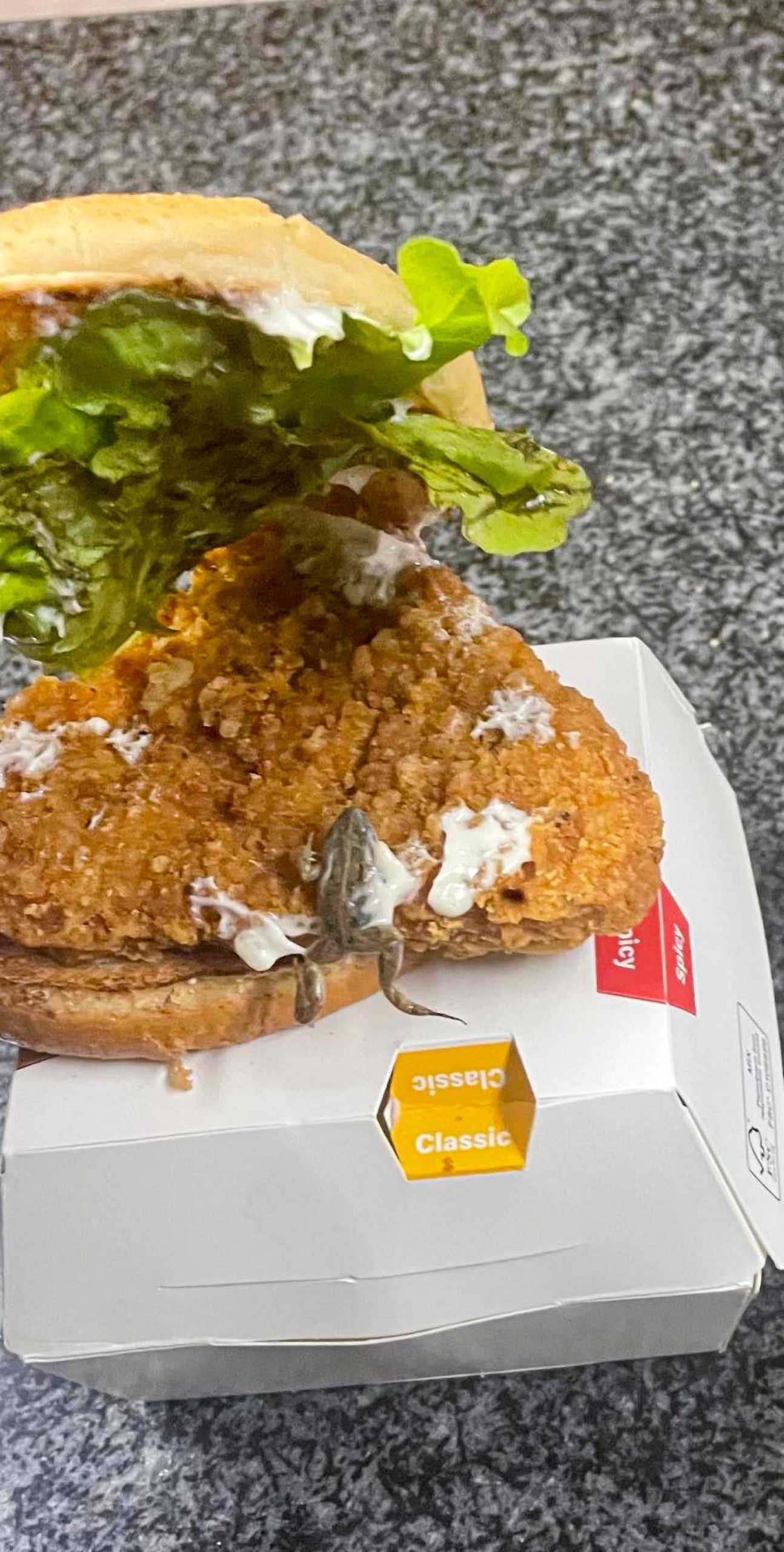 Read more about the article McFROGGIE: Outraged Dad Finds Dead Frog In McDonalds Burger
