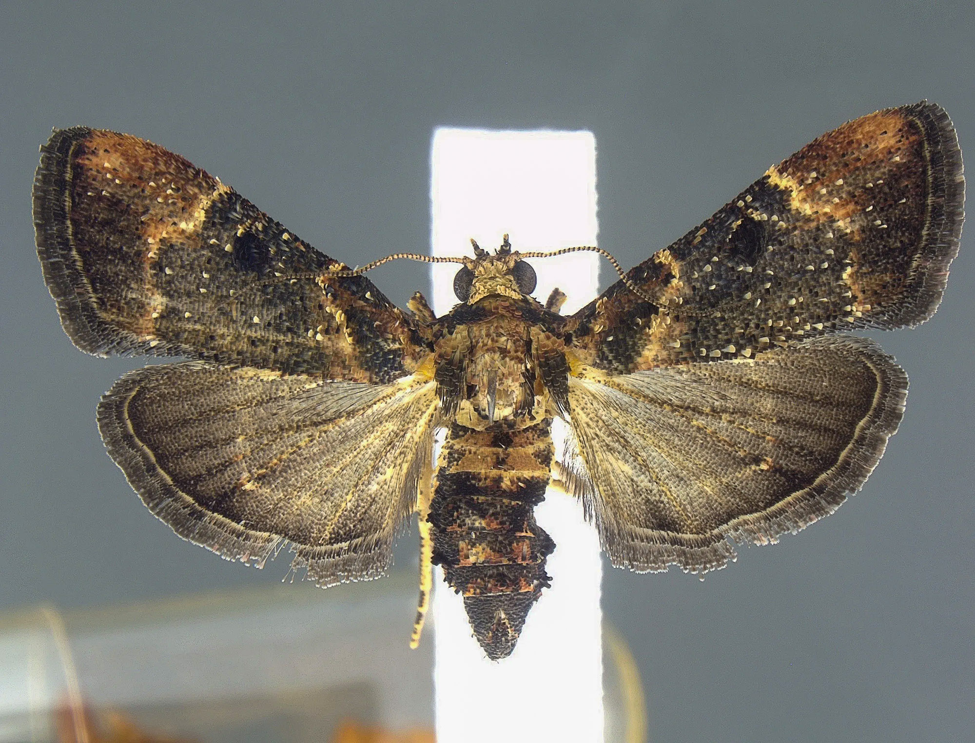 Read more about the article BUG OFF: US Customs Seize Herbal Tea That Contained Rampant Moth Pest Eggs