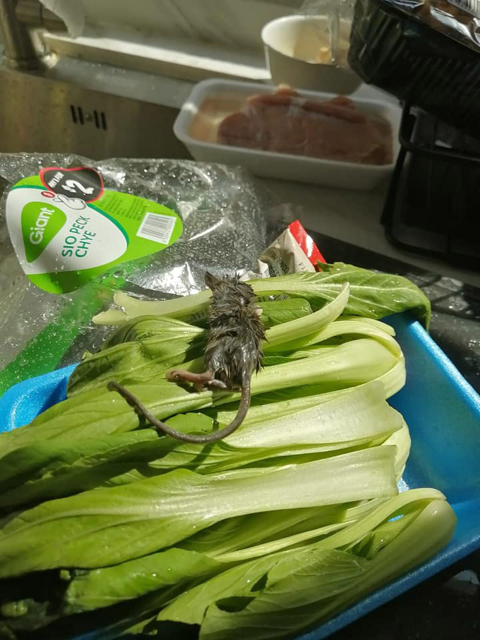 Read more about the article RAT’S DISGUSTING: Horrified Shopper Finds Dead Rat In Veg Pack