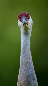 Read more about the article FOWL TEMPERED: Angry Bird Gives Wildlife Photographer The Evil Eye