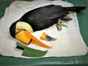 Read more about the article WHATS THE BILL DOC? Toucans Broken Beak Fixed With 3D Printer