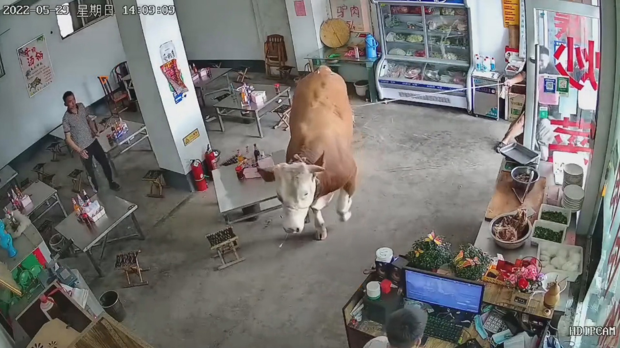Read more about the article MOO-VE IT! Huge Bull Goes On Rampage On Way To Slaughterhouse